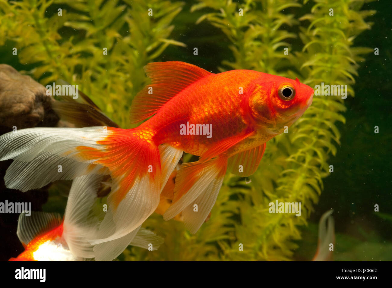 Animale sottomarino di pesci di acqua dolce acqua di stagno goldfish calice di vetro tumbler Foto Stock