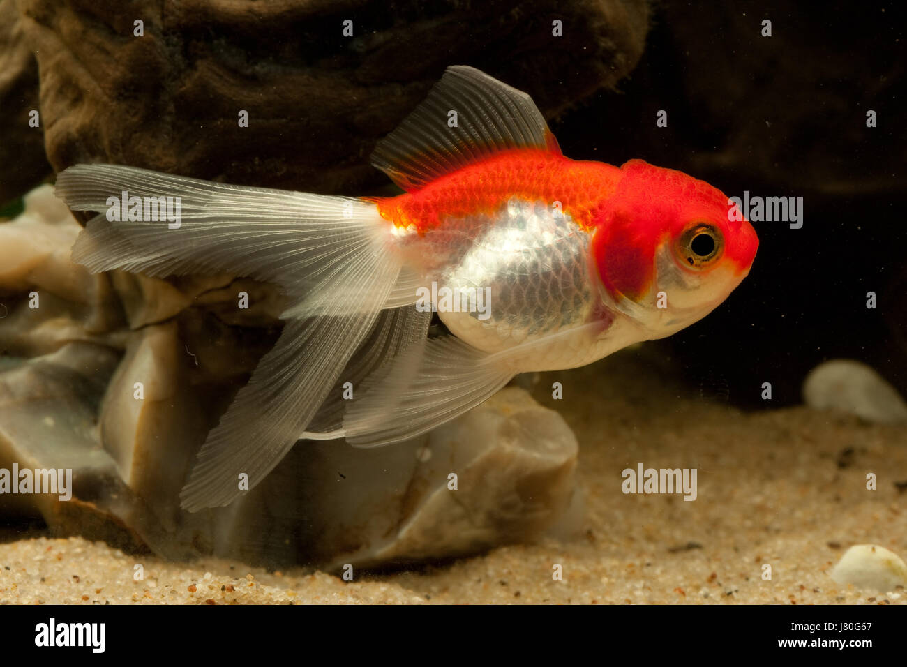 Animale sottomarino di pesci di acqua dolce acqua di stagno goldfish calice di vetro tumbler Foto Stock