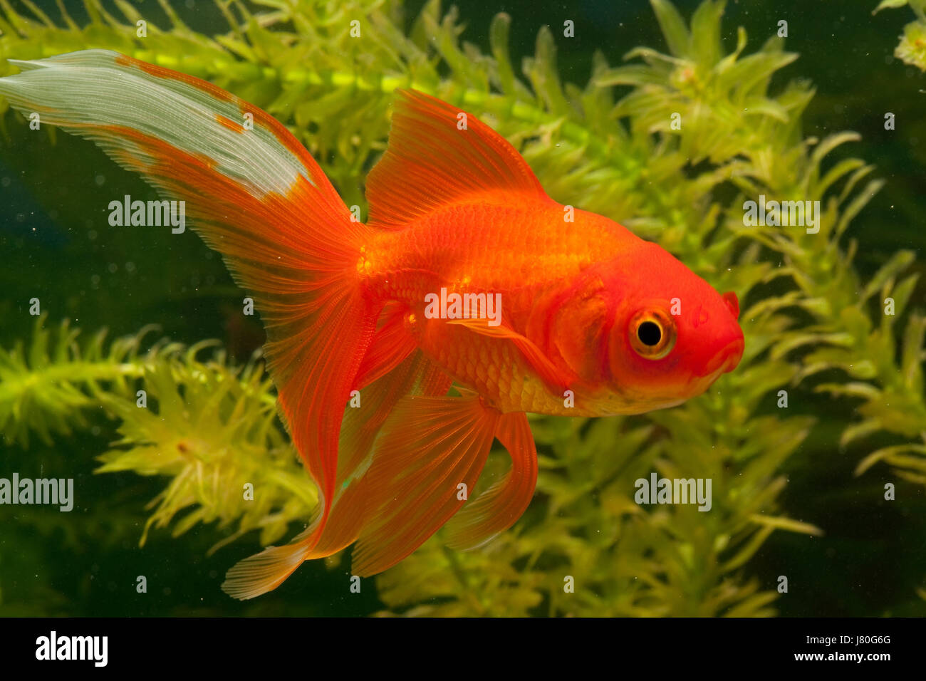 Animale sottomarino di pesci di acqua dolce acqua di stagno goldfish calice di vetro tumbler Foto Stock