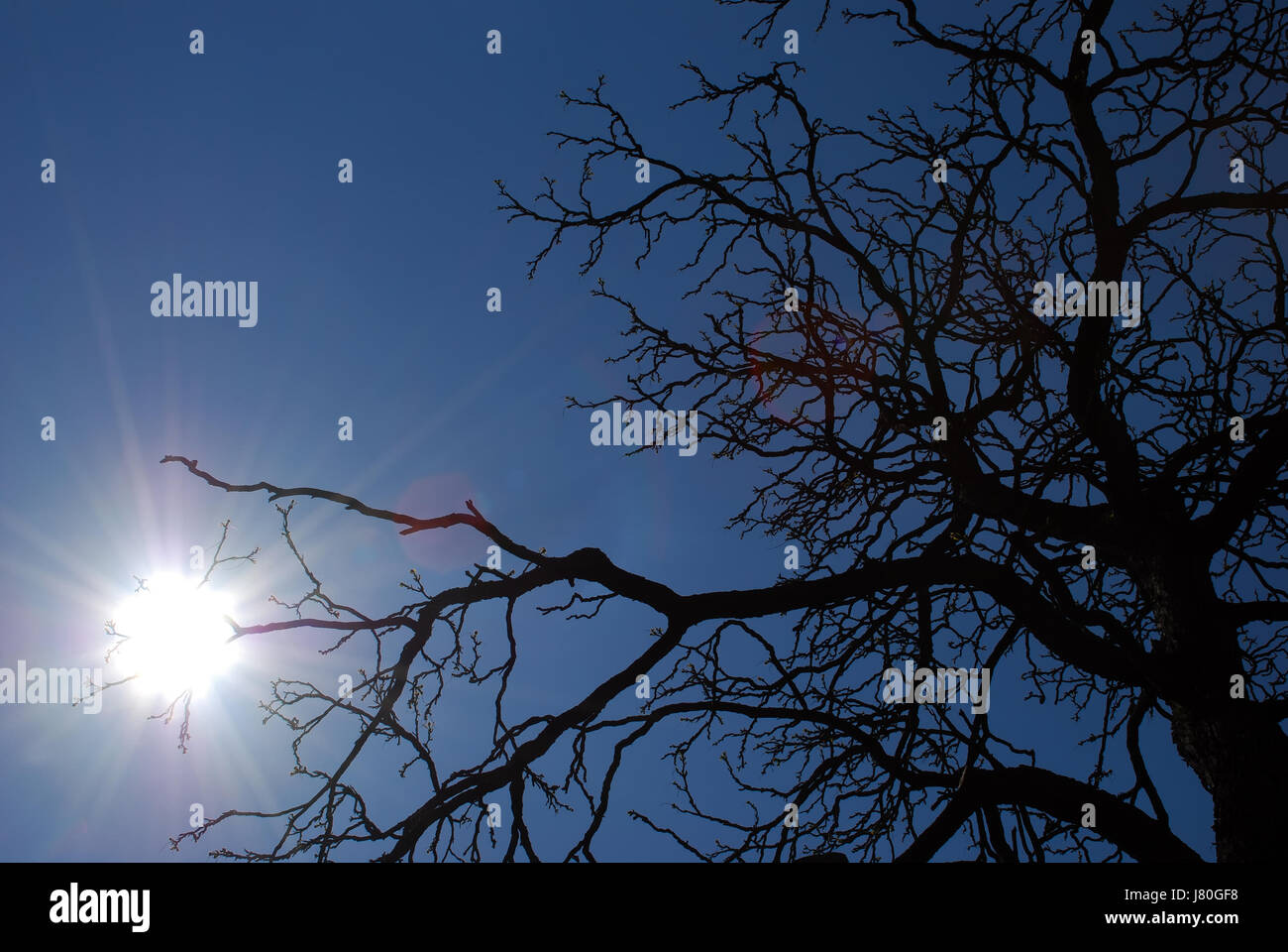 Contatore ad albero-light silhouette contro il colpo di luce brilla brilla luminosa lucent Foto Stock