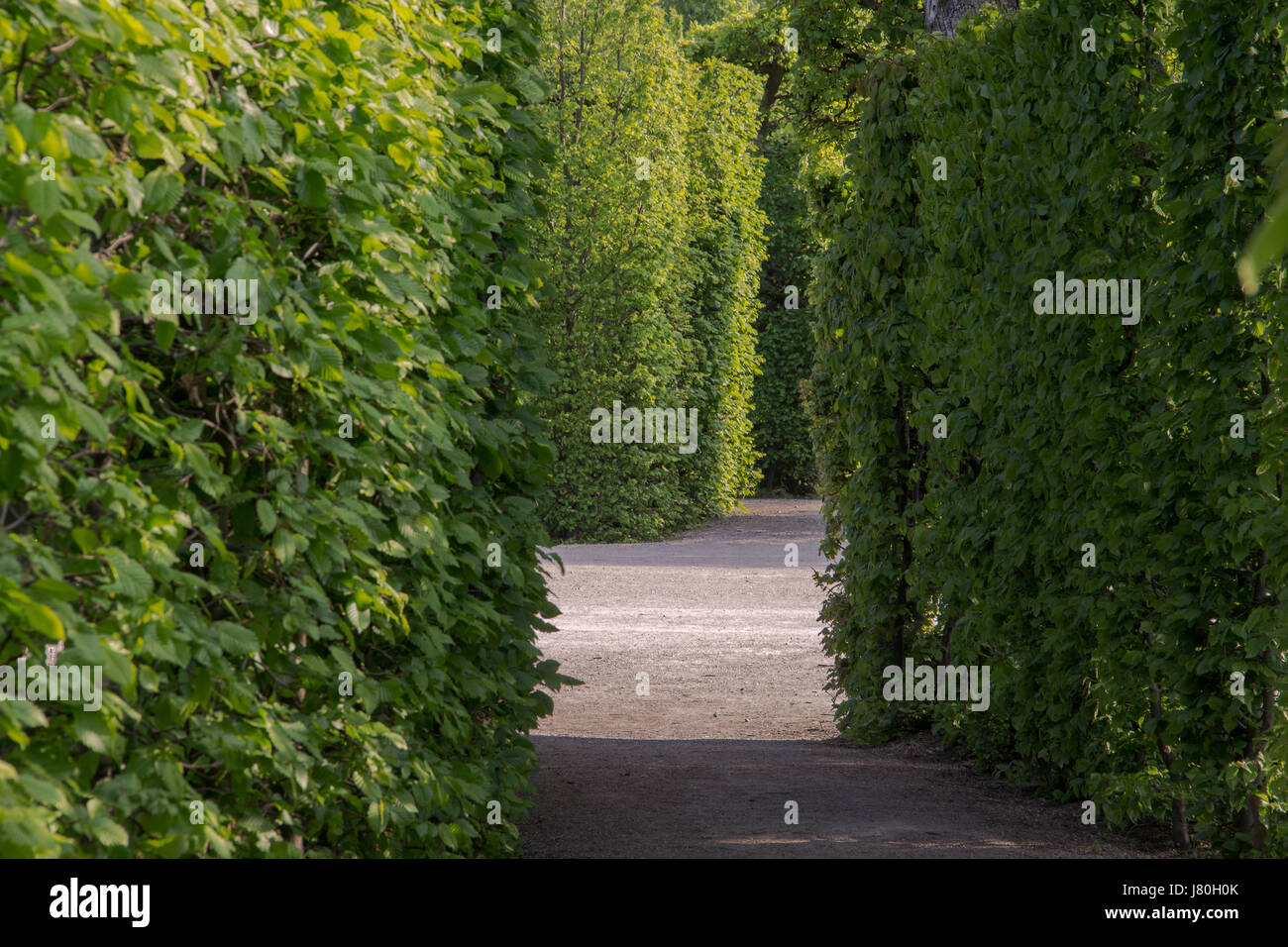 Il sentiero del parco Foto Stock