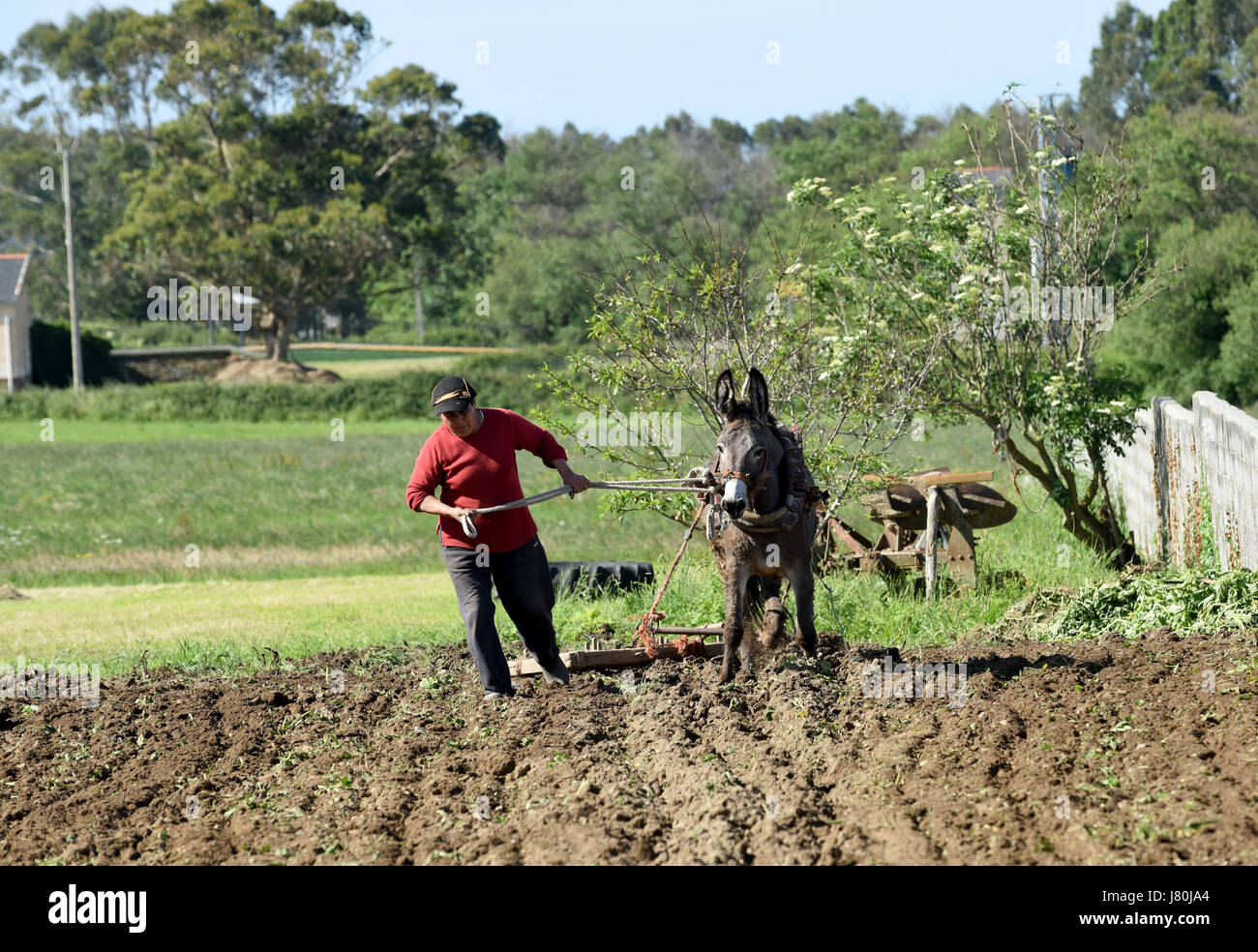 Donna agricoltore femmina che coltiva la terra usando un asino in Galizia nel nord della Spagna. Campo di aratura terra agricoltura spagnolo Espania Foto Stock