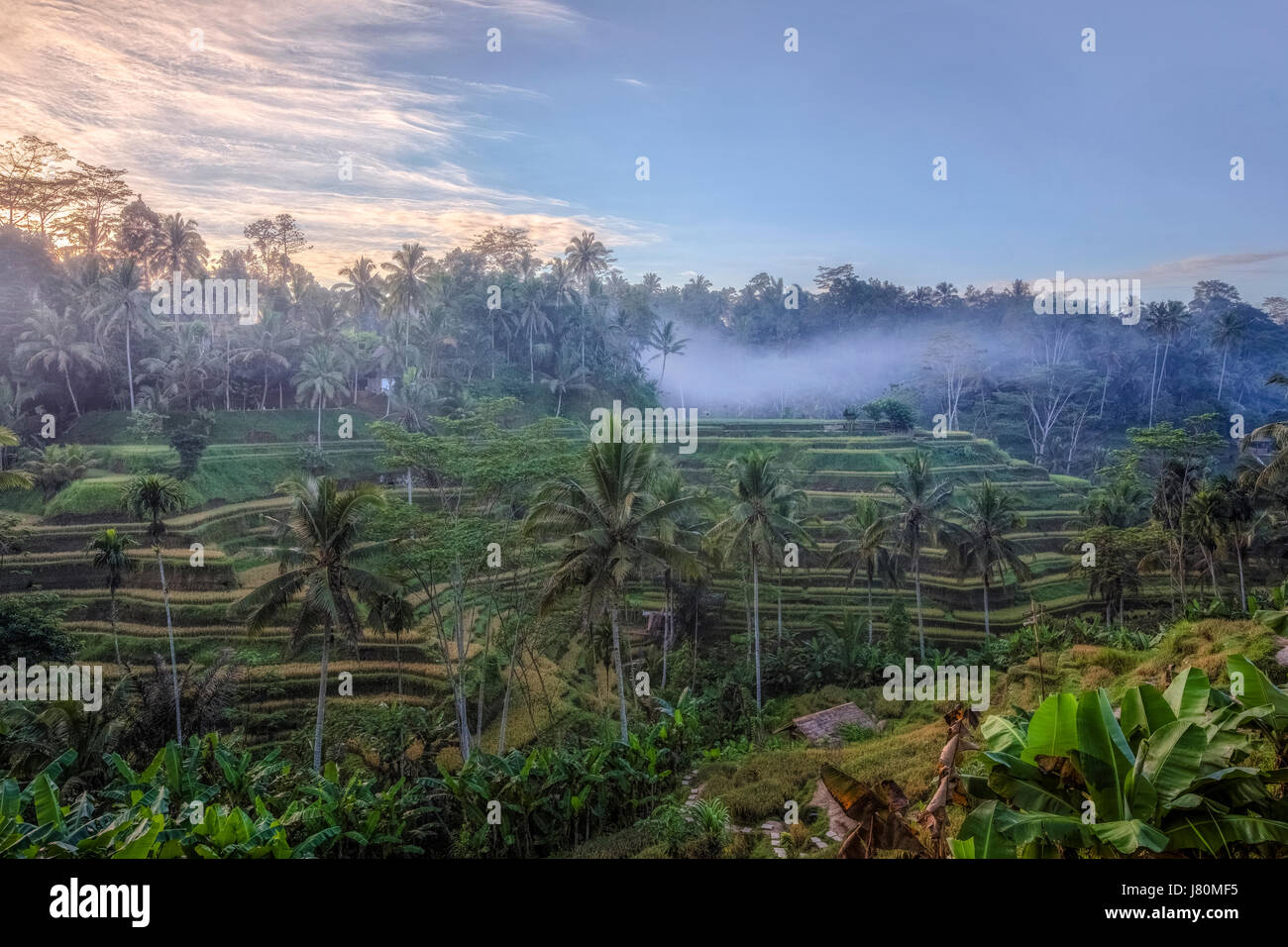 Tegalalang, campi di riso, Ubud, Bali, Indonesia, Asia Foto Stock