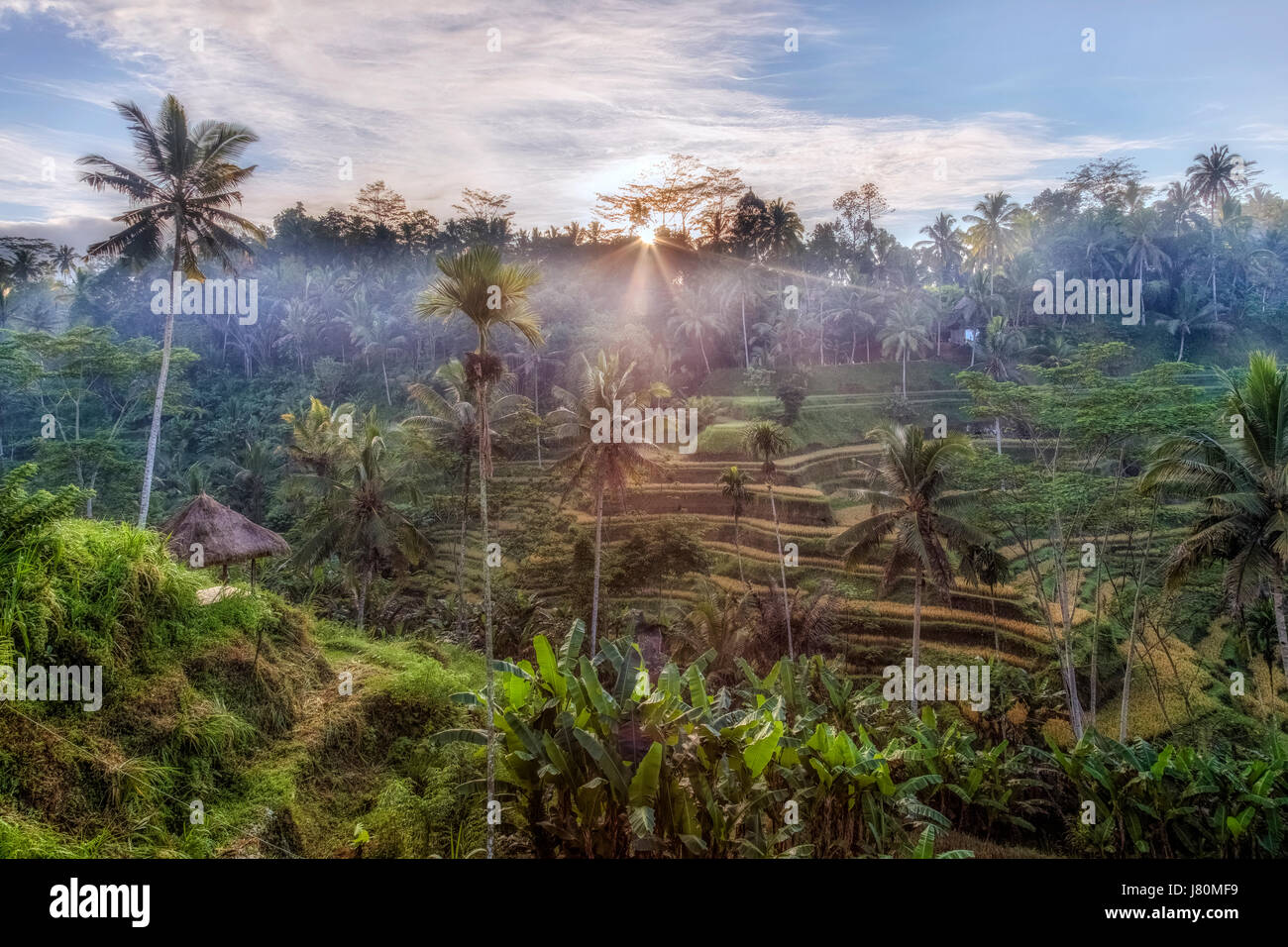 Tegalalang, campi di riso, Ubud, Bali, Indonesia, Asia Foto Stock