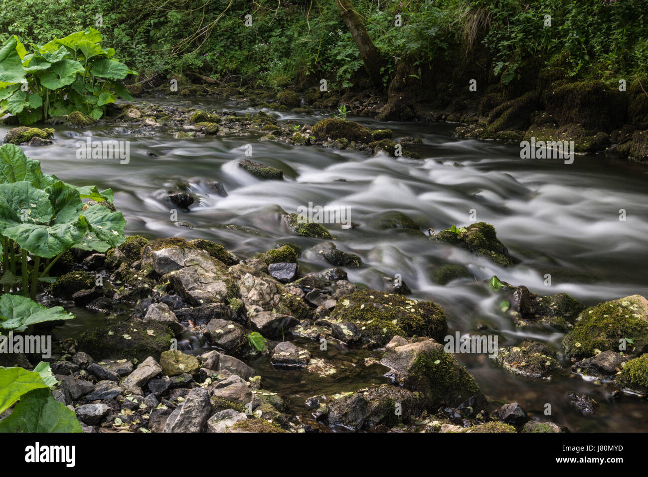 Colomba di fiume che scorre sulle rocce attraverso il lussureggiante fogliame a molla del beresford dale nel Derbyshire, Inghilterra, Regno Unito nel maggio 2017 Foto Stock