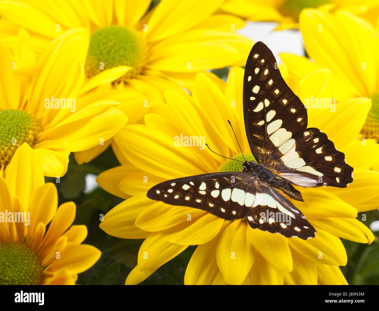 Isolato in foglia closeup insetto fauna verde butterfly swarthy nero profondo jetblack Foto Stock