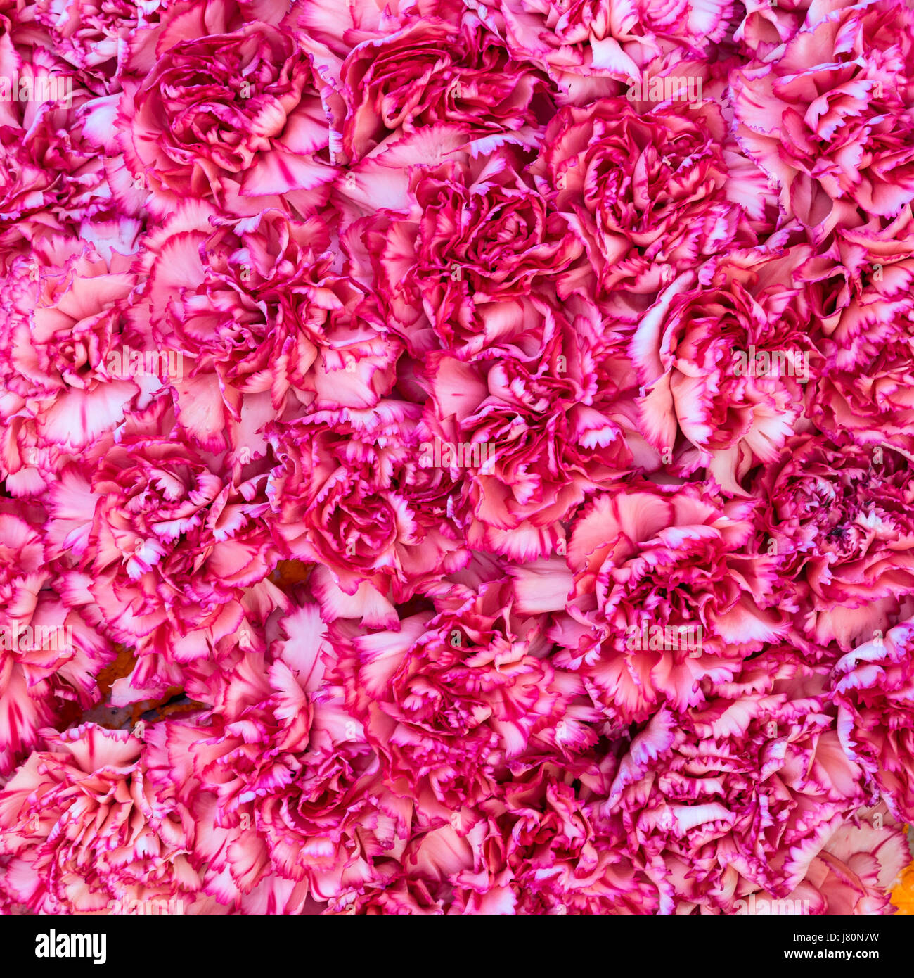 Bouquet di fiori rossi e bianchi del garofano per utilizzare come sfondo della natura. Foto Stock