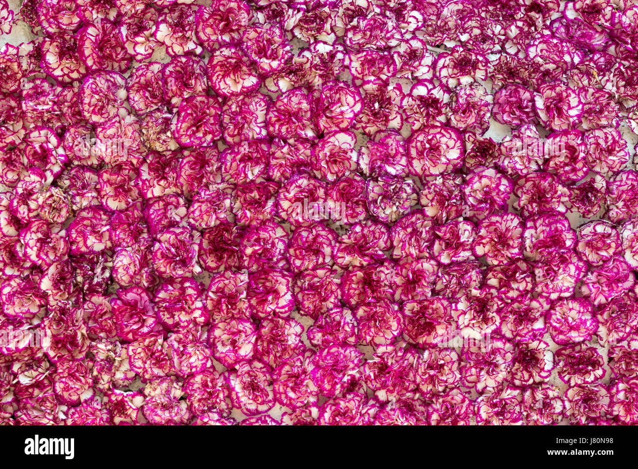 Bouquet di fiori rossi e bianchi del garofano per utilizzare come sfondo della natura. Foto Stock