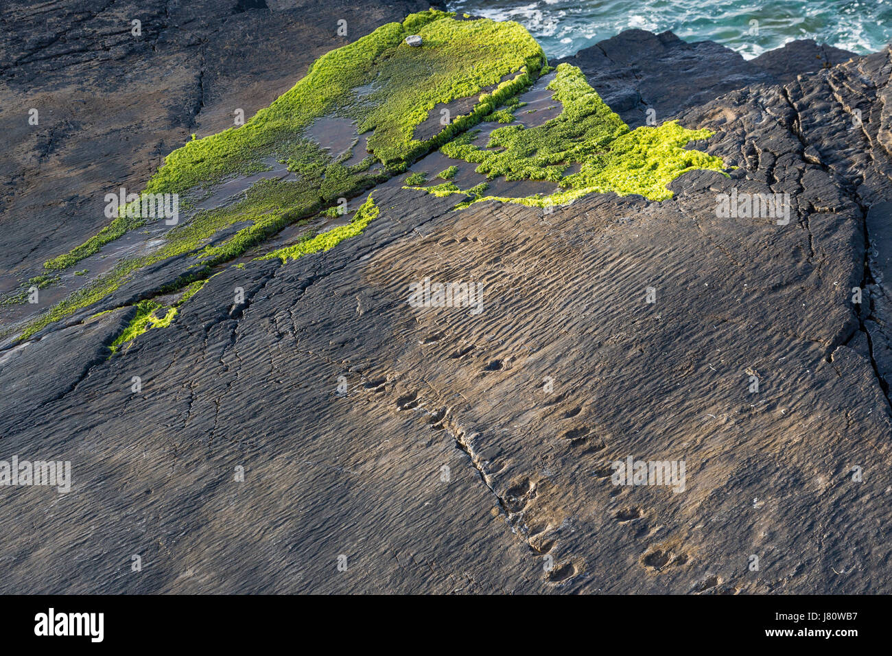 Early Tetrapod pista, Valentia Island, nella contea di Kerry Irlanda Foto Stock