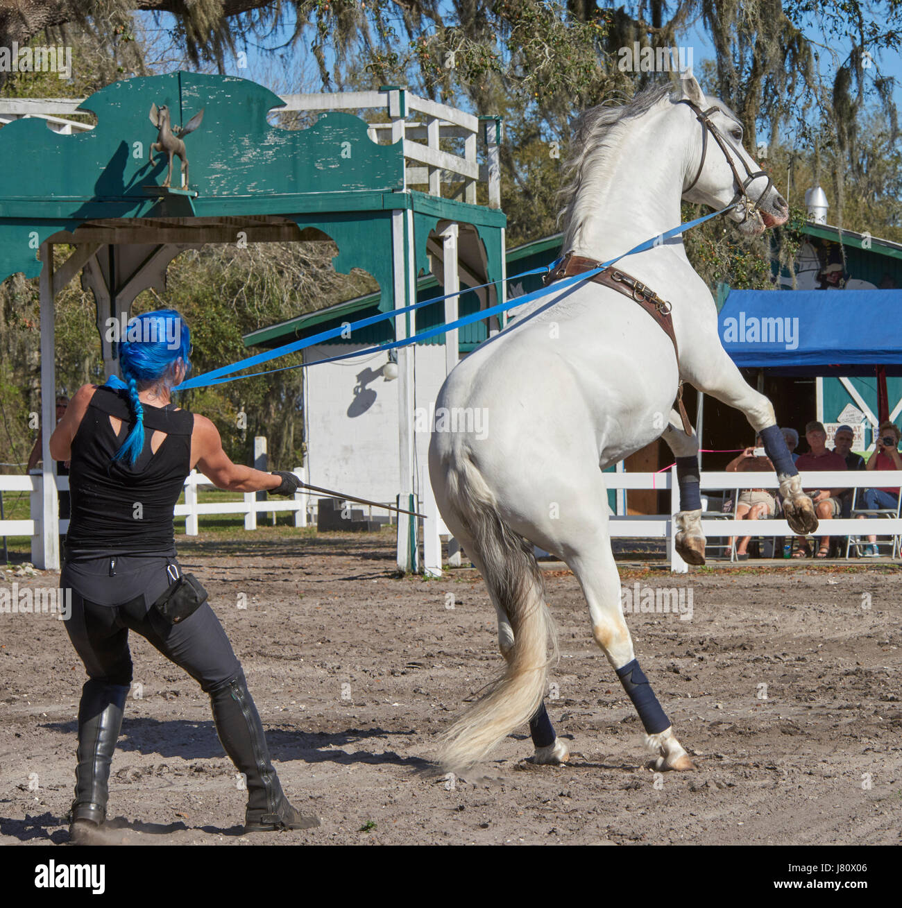 Cavalli Lipizzan in formazione a Florida Farm Foto Stock
