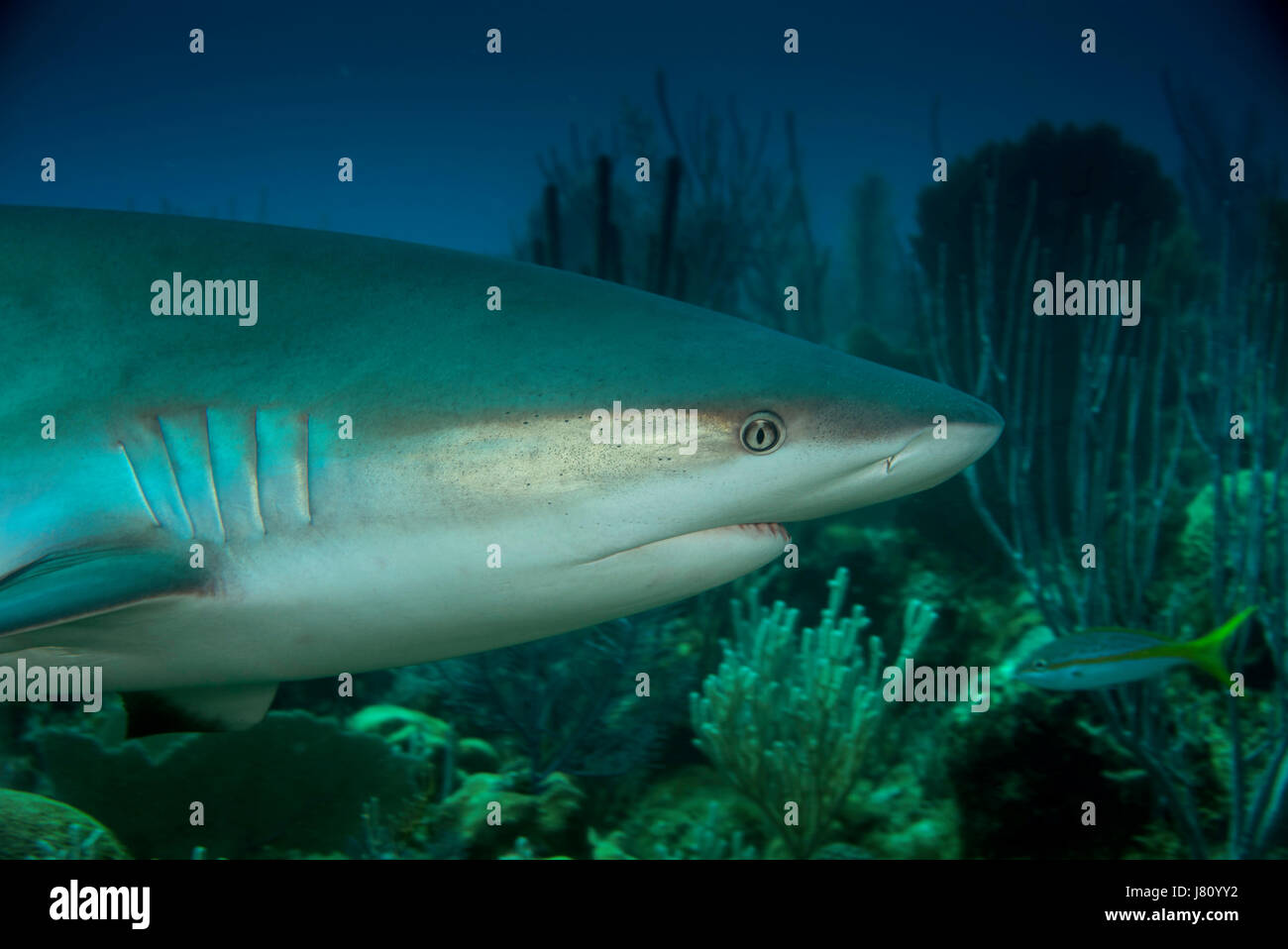 Caraibi squali di barriera sono abudant nei giardini della regina, Cuba. Foto Stock