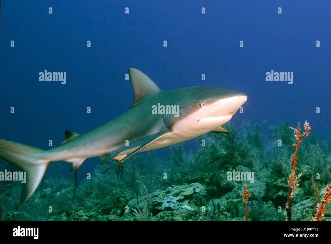 Caraibi squali di barriera sono abudant nei giardini della regina, Cuba. Foto Stock