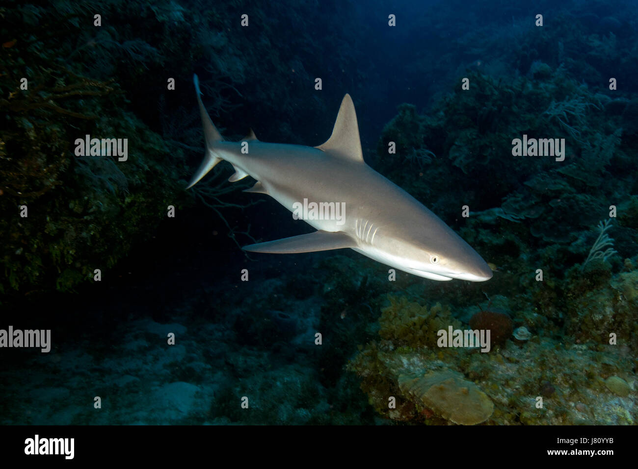 Caraibi squali di barriera sono abudant nei giardini della regina, Cuba. Foto Stock