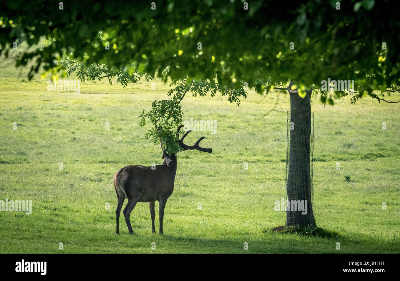 Cervi, Wollaton Park, Nottingham, Regno Unito. Foto Stock