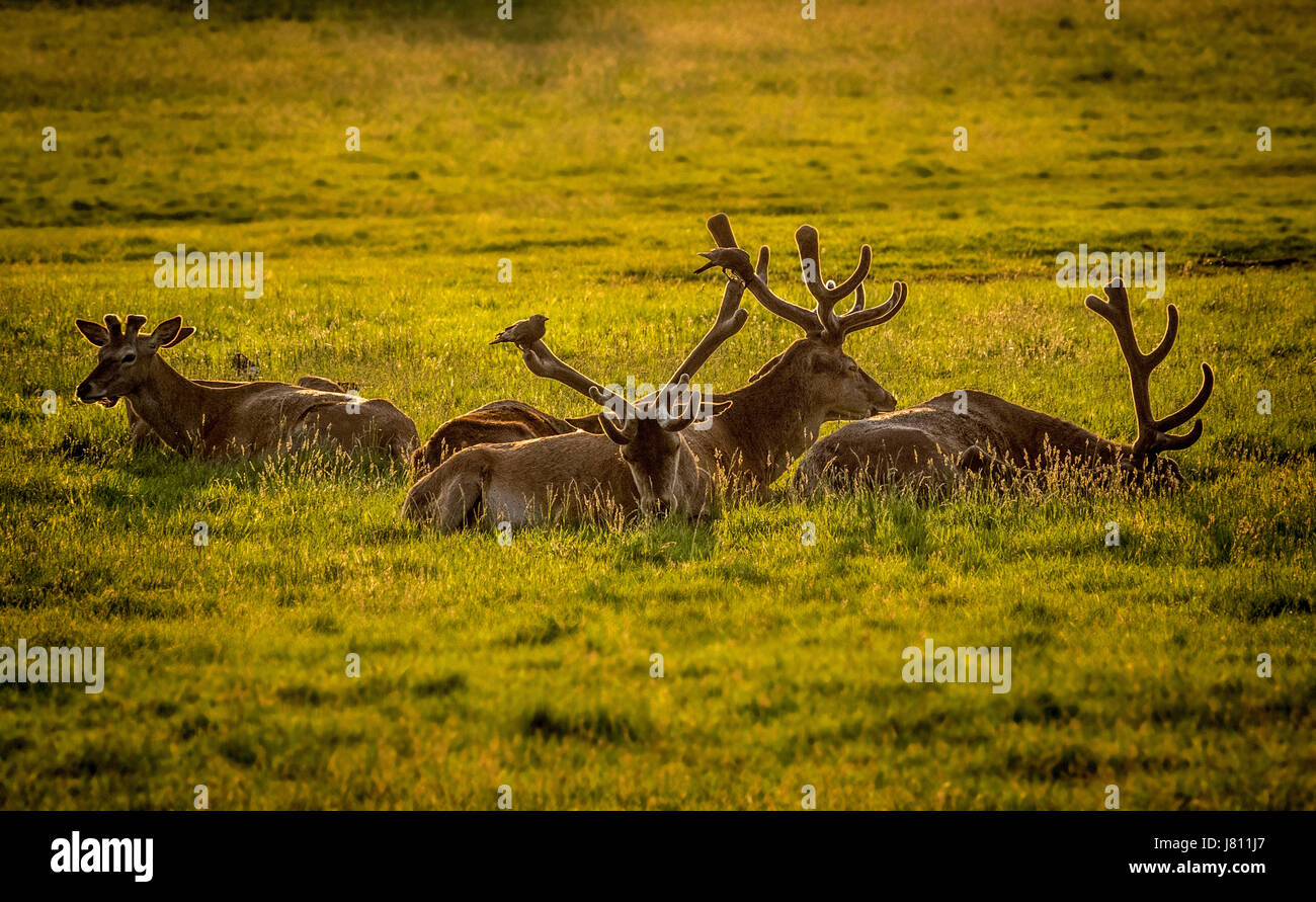 Cervi, Wollaton Park, Nottingham, Regno Unito. Foto Stock