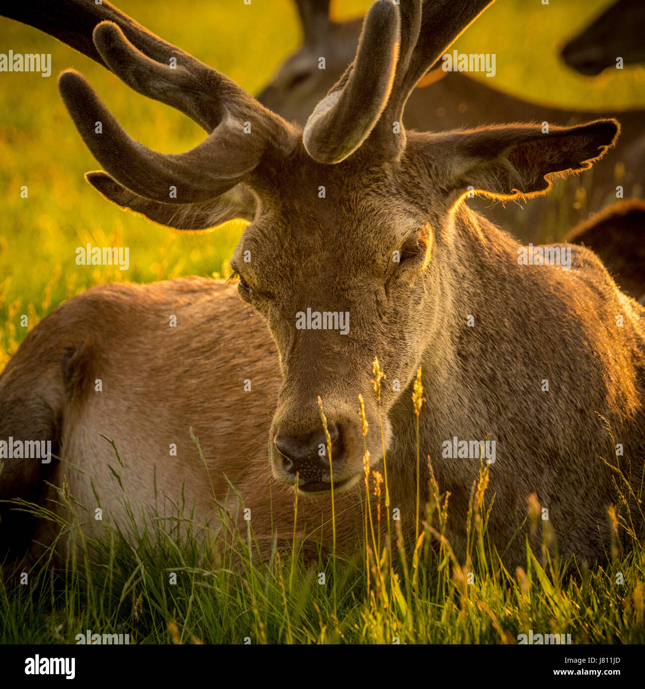 Cervi, Wollaton Park, Nottingham, Regno Unito. Foto Stock