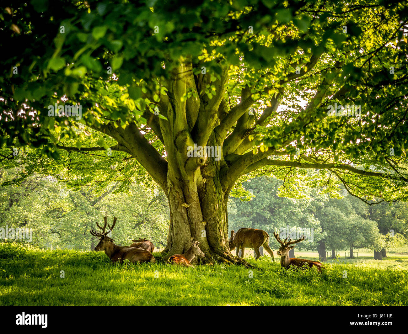 Cervi, Wollaton Park, Nottingham, Regno Unito. Foto Stock