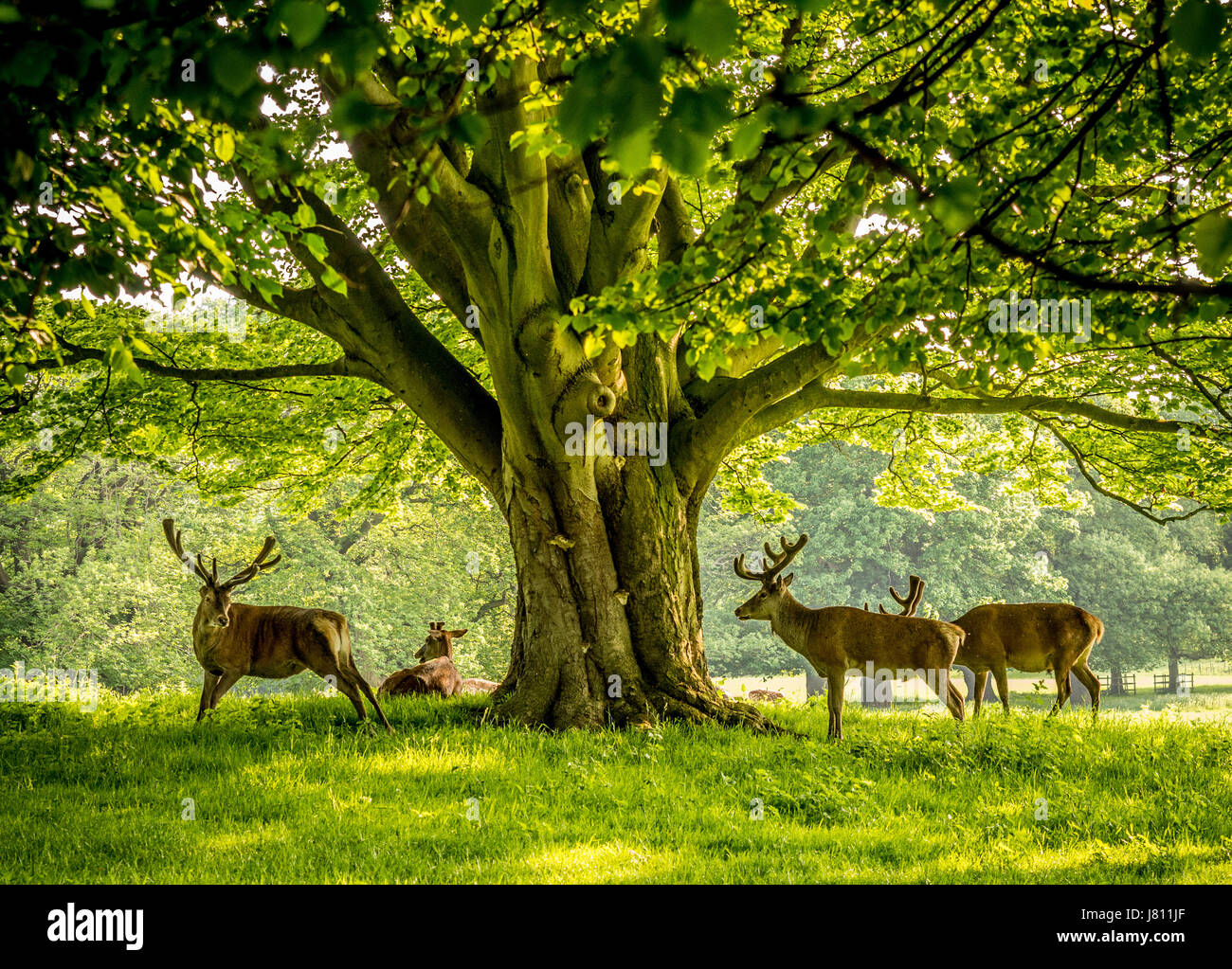 Cervi, Wollaton Park, Nottingham, Regno Unito. Foto Stock