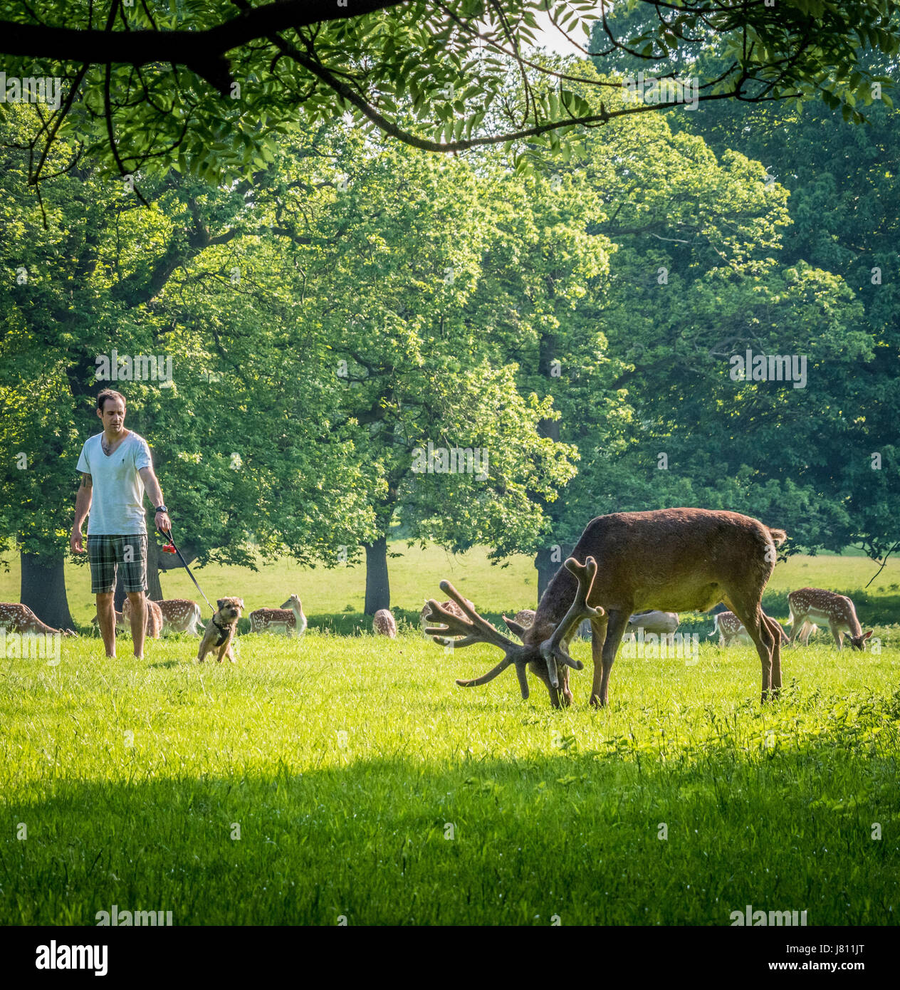 Uomo con cane che abbaia a cervi, Wollaton Park, Nottingham, Regno Unito. Foto Stock