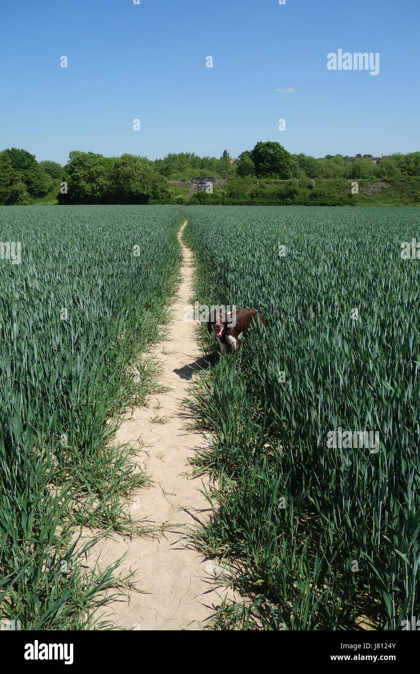 Cane nel campo godendo il sole Foto Stock
