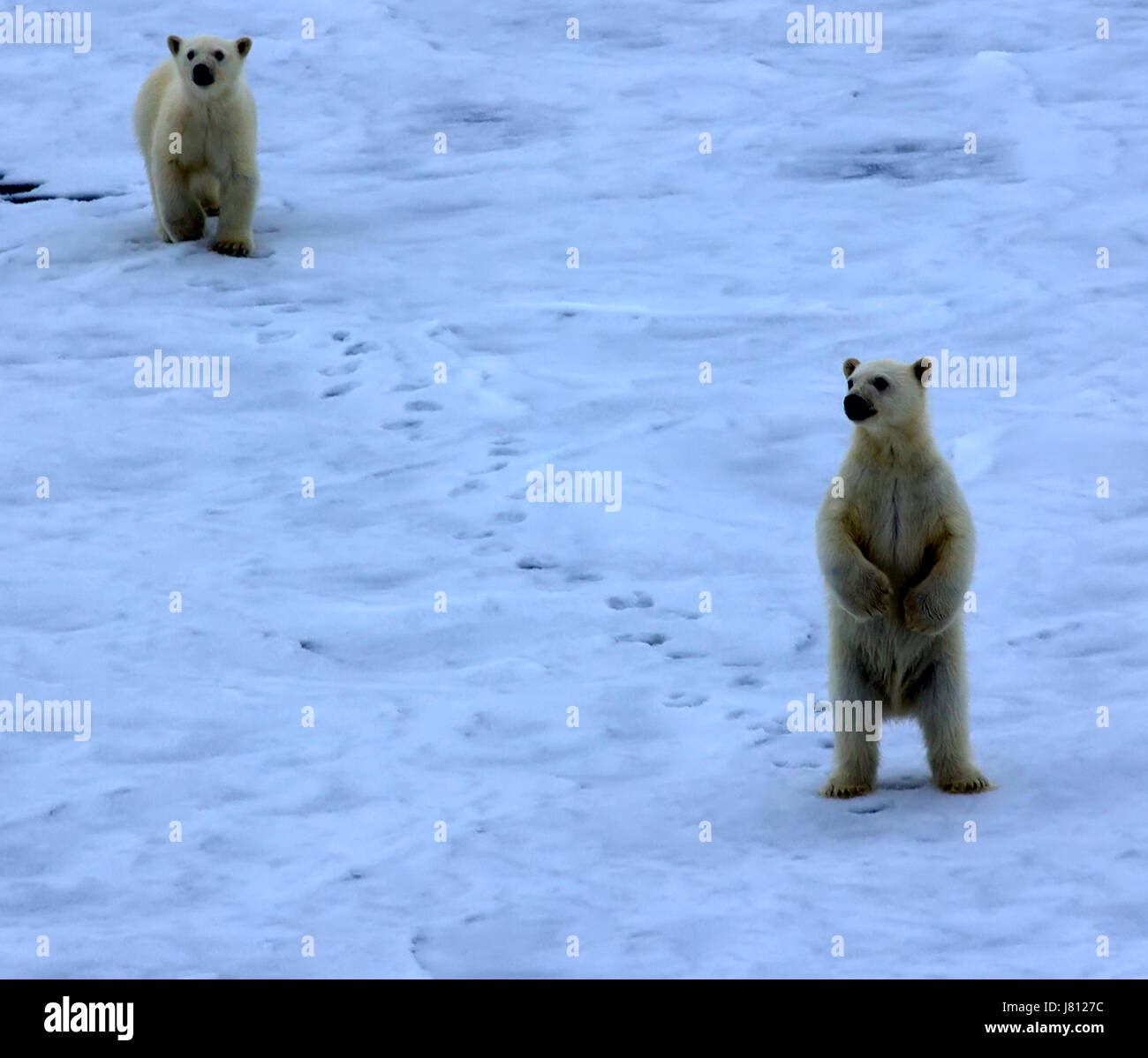 Orso polare vicino al Polo Nord (86 e 87 gradi di latitudine nord). I cuccioli si avvicinò a energia nucleare e rompighiaccio si alzò in piedi sulle sue zampe posteriori, cercando di guardare Foto Stock