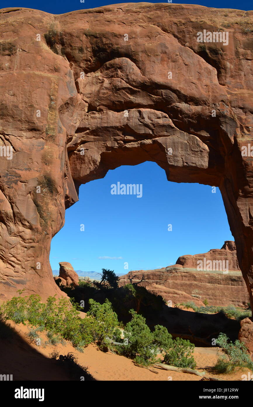 Arco dell'albero di pino Foto Stock