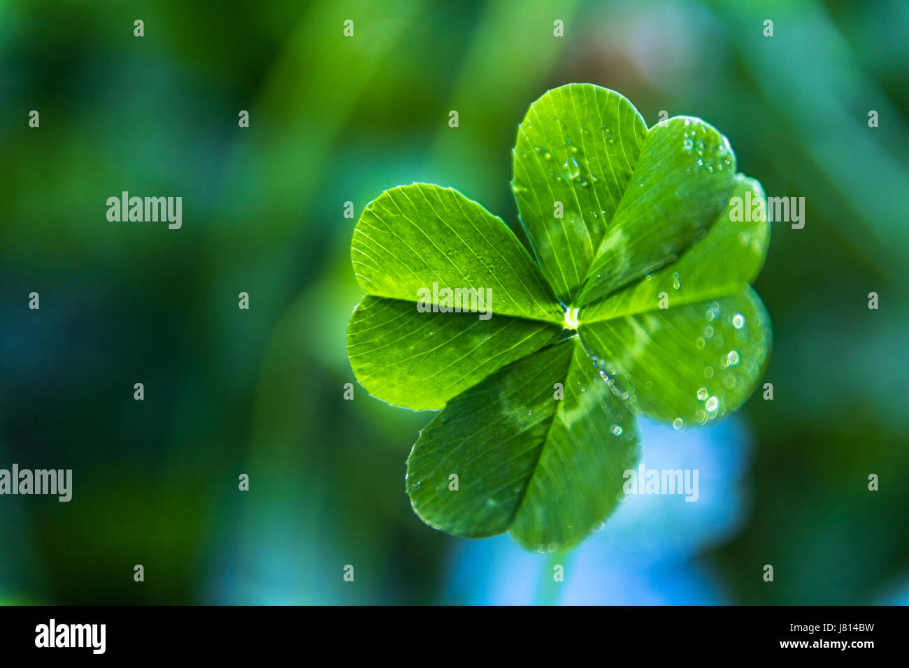 Una chiusura di un reale verde 4 foglia di trifoglio con rugiada su di essa e una blu e verde di soft-focus sullo sfondo Foto Stock