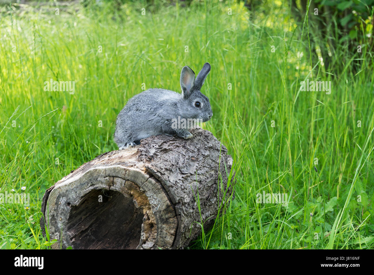 Un grigio grigio coniglio seduto su un tronco di albero Foto Stock