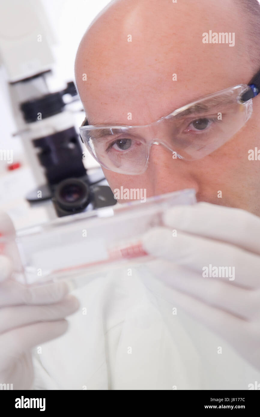 Scienziato maschio indossando un bianco camice da laboratorio e occhiali di sicurezza esamina un pallone contenente uno stelo la coltivazione delle cellule in rosso medium di crescita. Foto Stock