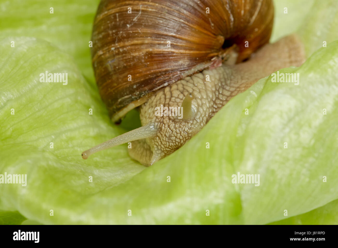 Animali commestibili di lumaca lumaca macro close-up di ammissione macro vista ravvicinata animale Foto Stock