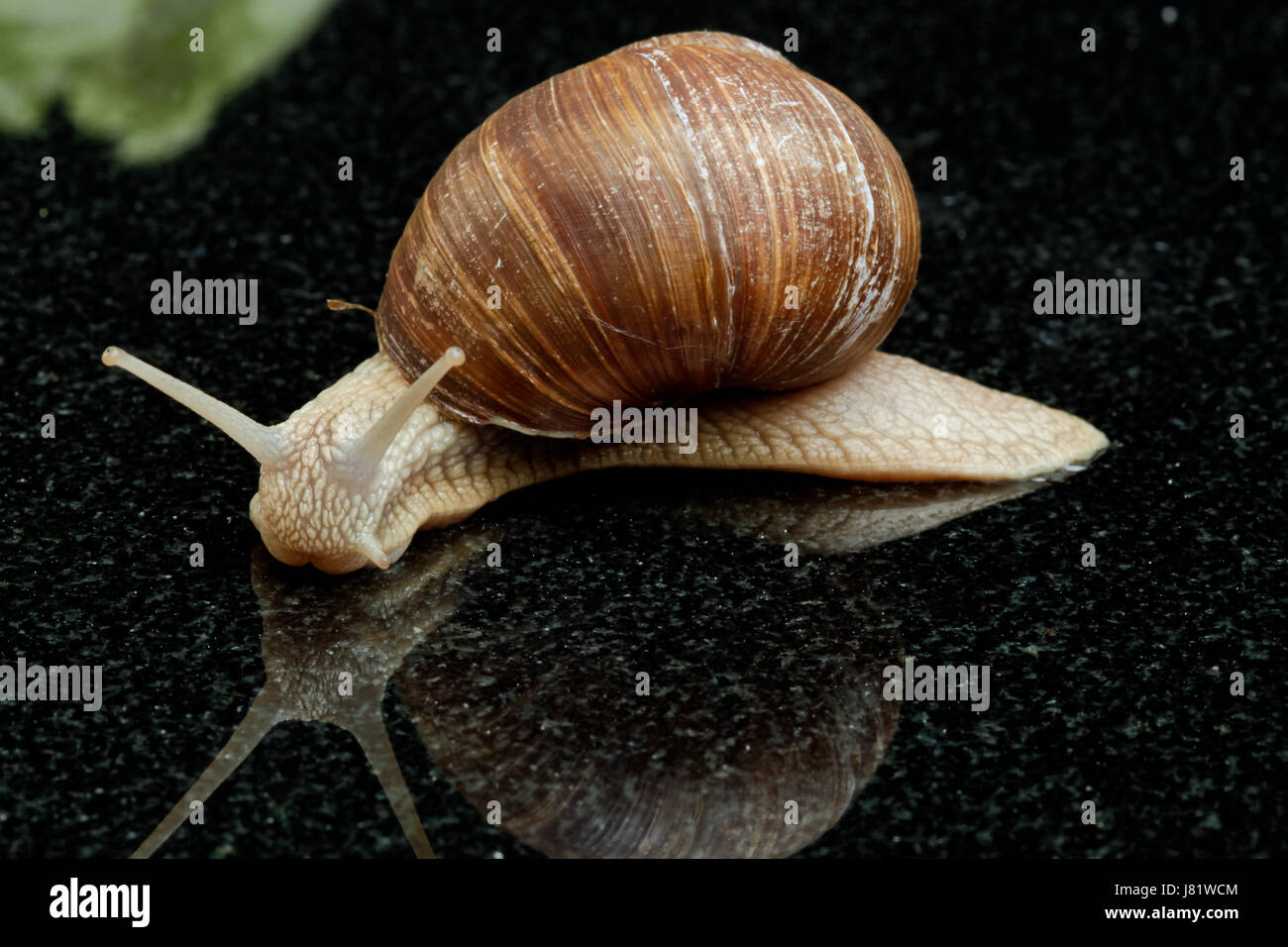 Animali commestibili di lumaca lumaca macro close-up di ammissione macro vista ravvicinata animale Foto Stock