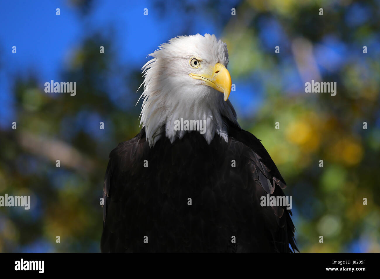 Aquila calva Foto Stock