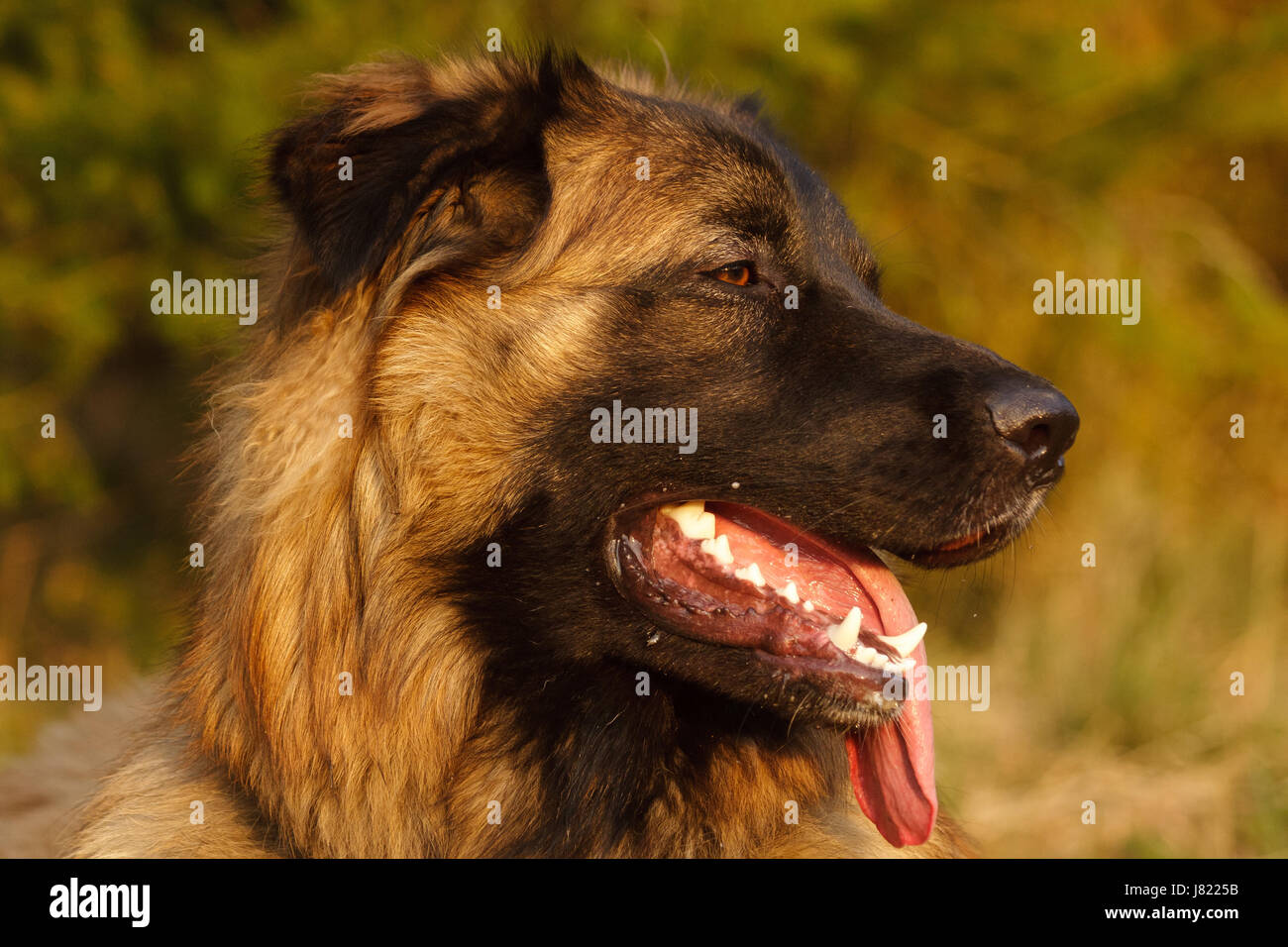 Sfera cane cani lieto abbastanza ambizioso entusiasta merry raggiante di gioia gioiosa Foto Stock