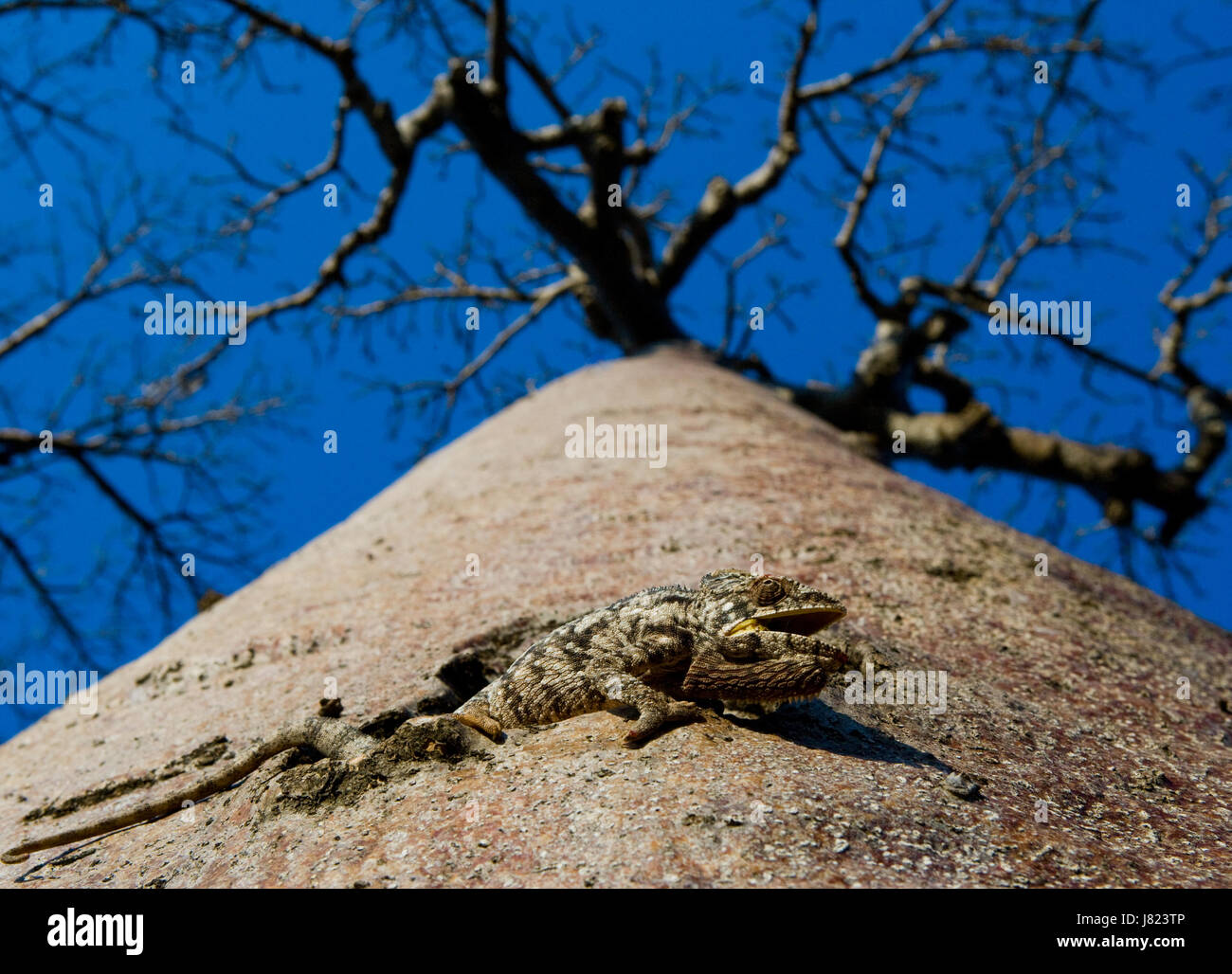 Baobab su sfondo blu. Madagascar. Foto Stock