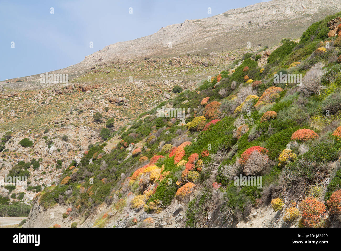 Hill su Creta, Grecia, cresciuto con arbusti spinose, come spinosa Burnett e greco euforbia spinosa Foto Stock