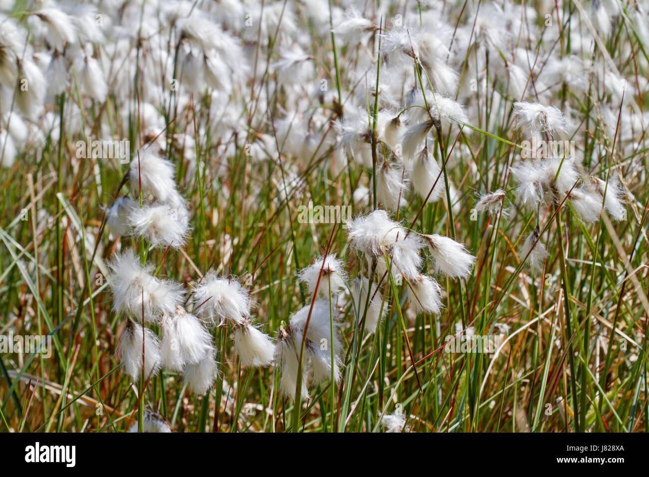 Fiori Cottongrass Foto Stock