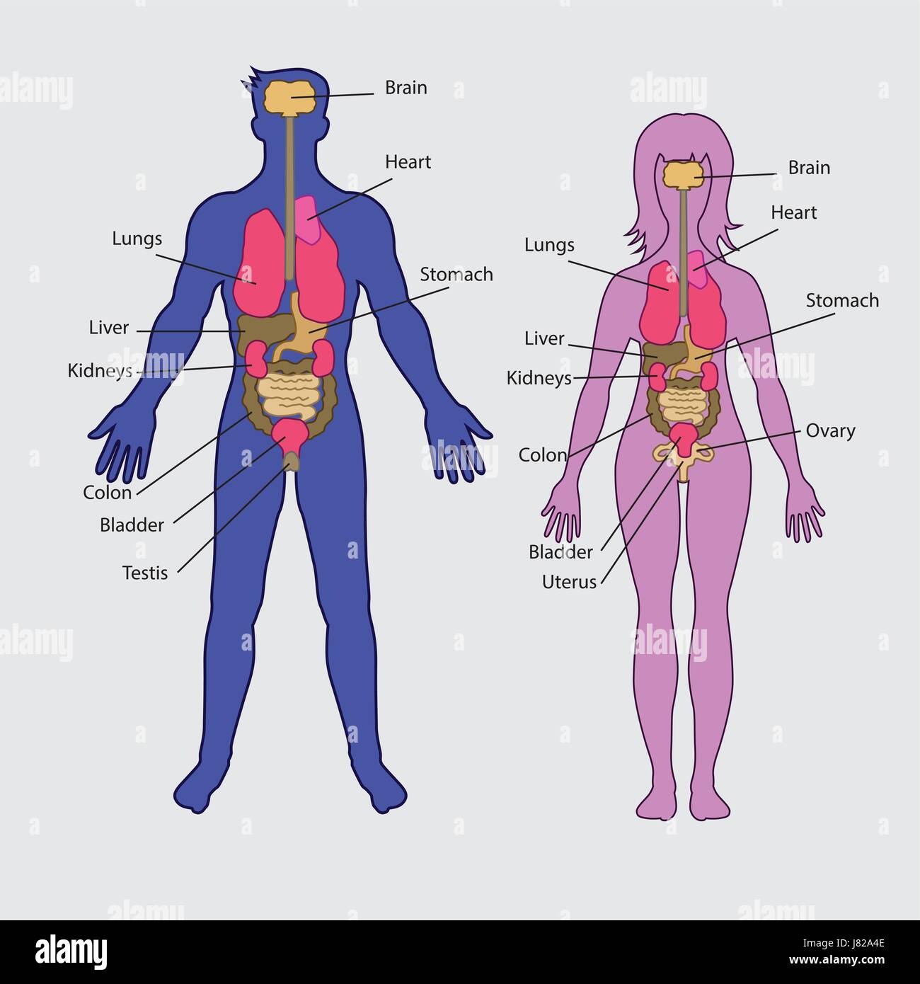 Umani di base degli organi interni vettore Illustrazione Vettoriale