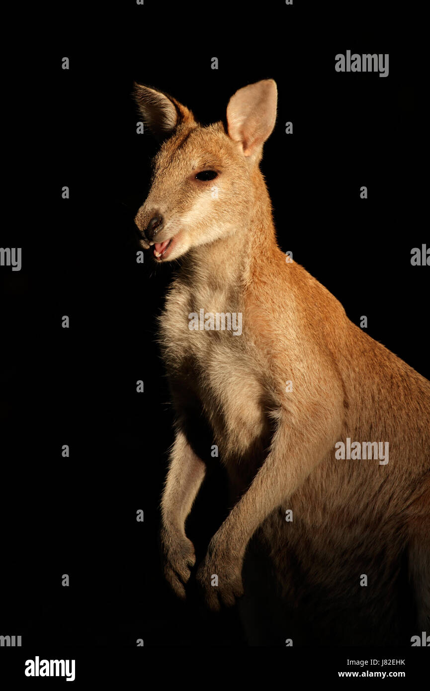 Mammifero australia outback wallaby agile isolati australiani femmina animali del parco Foto Stock