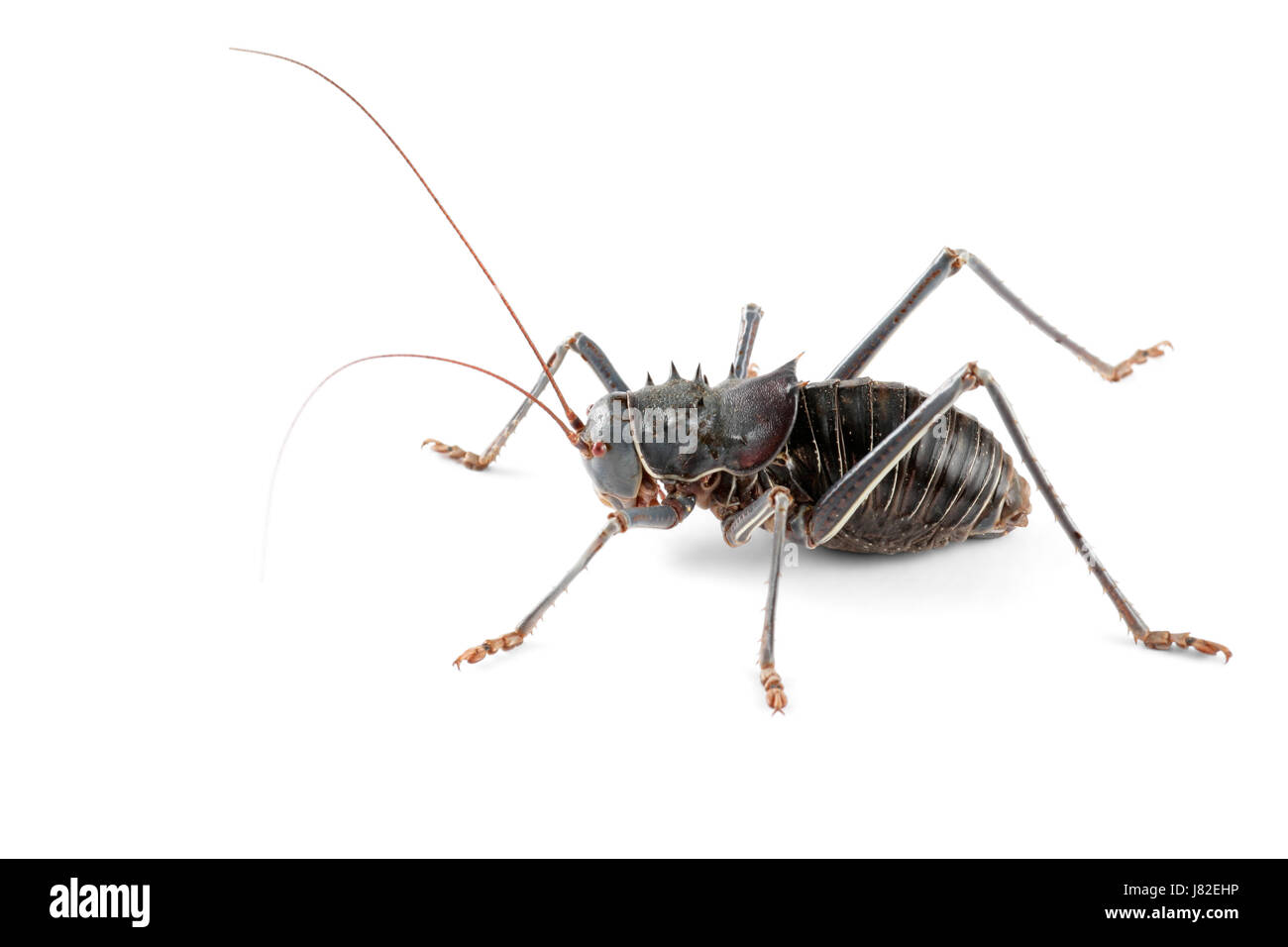 Isolato di insetto di cricket blindato natura di isolamento di chiudere le gambe macro close-up Foto Stock
