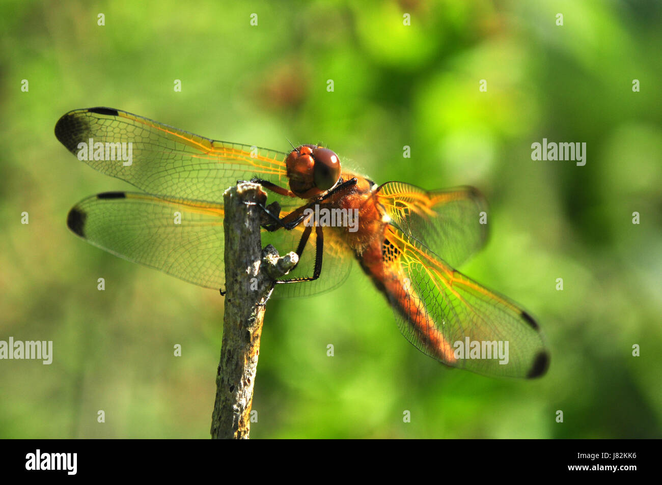 Libellula macro close close-up di ammissione macro vista ravvicinata closeup park Foto Stock