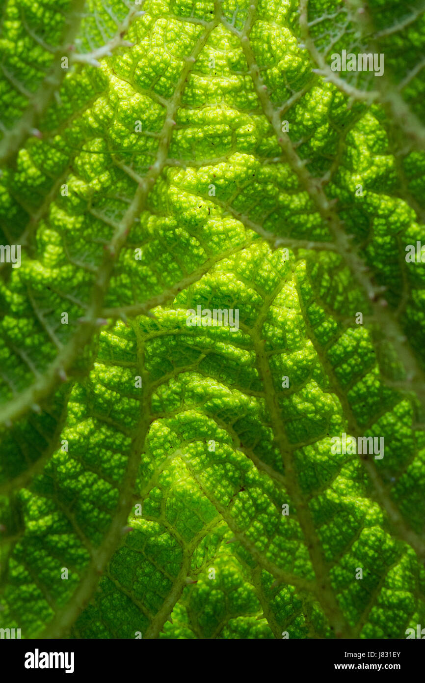 Gunnera manicata leaf close up Foto Stock