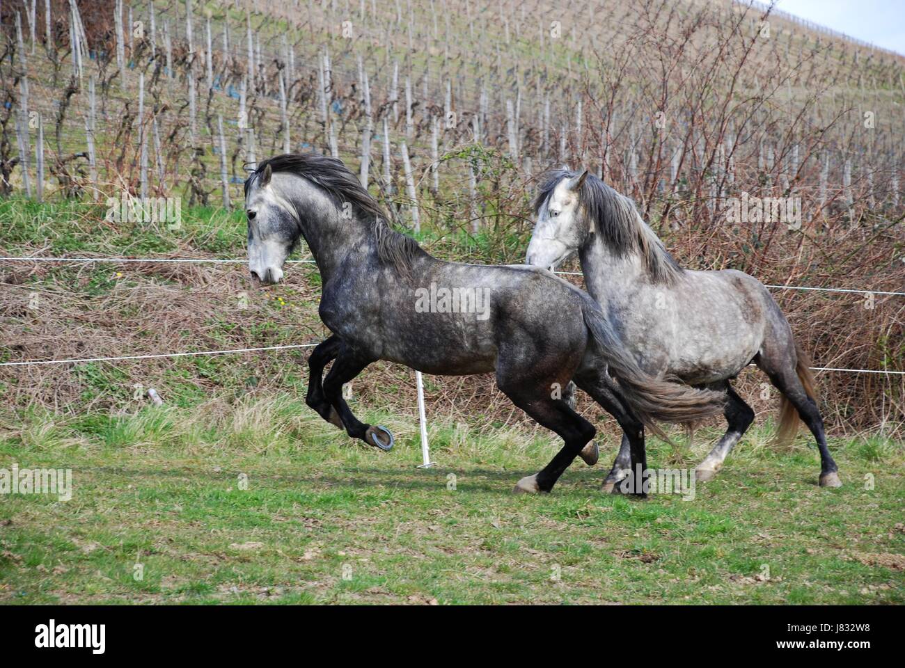 Cavallo stallone colline punteggiano temperamento grigio rinvio movimento movimento movimento selvatica Foto Stock