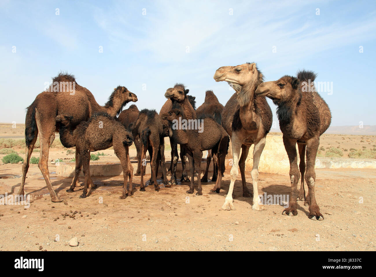 Cammelli in corrispondenza di un punto di acqua nel deserto marocchino Foto Stock