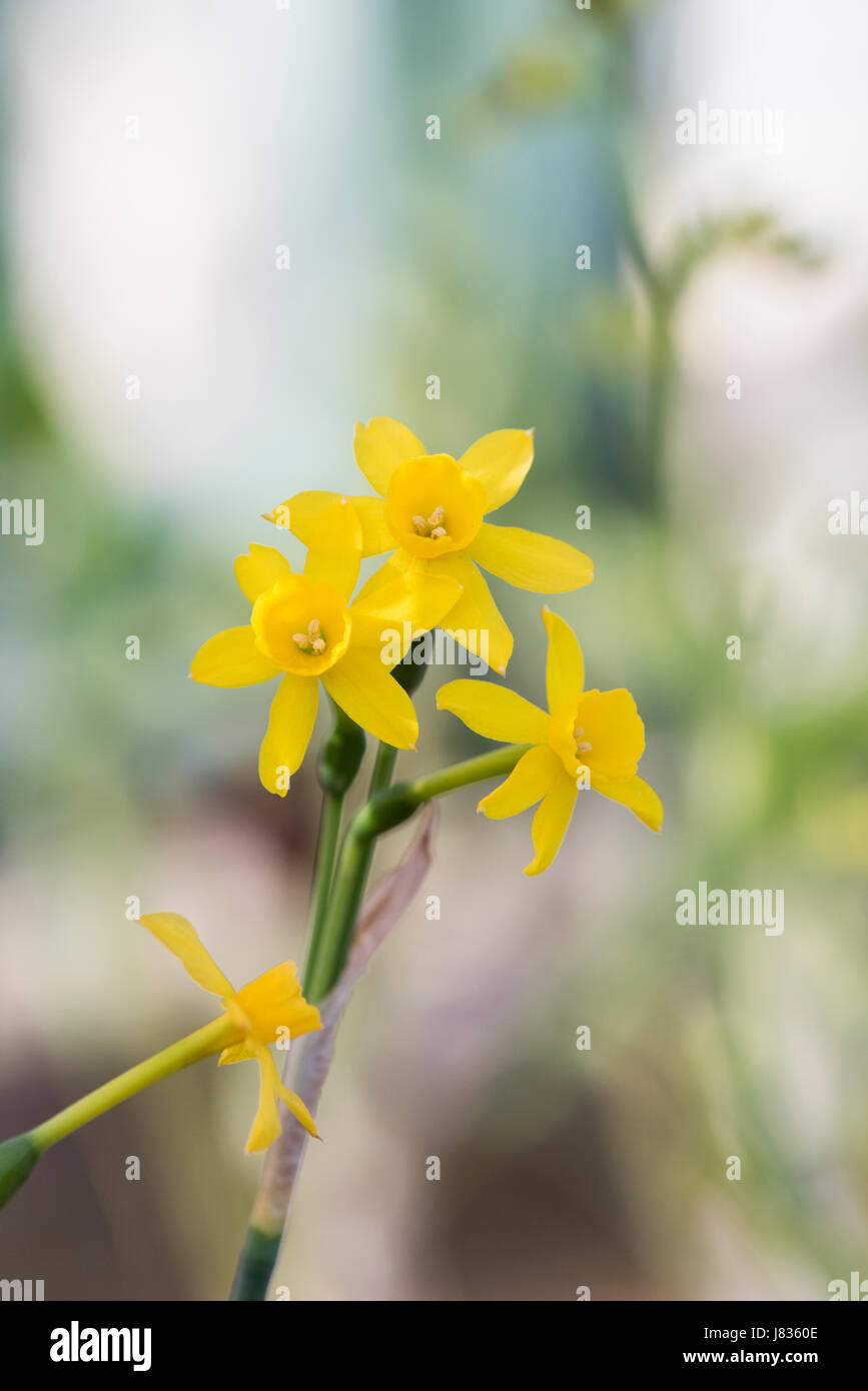 Narcissus Fernandesii "". Daffodil " Fernandesii' fiori Foto Stock