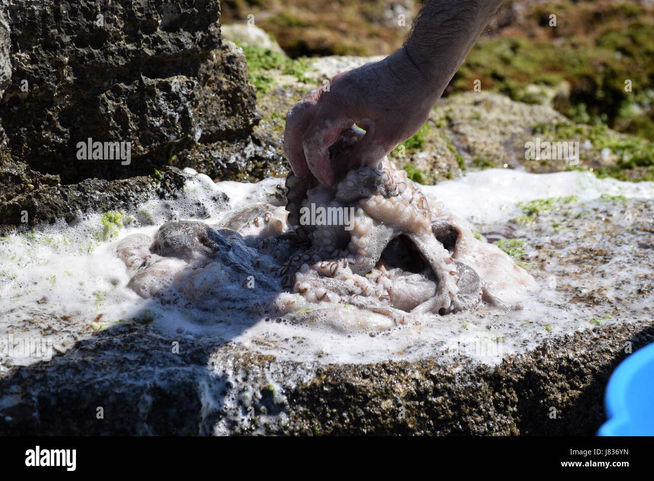 Mano umana lavorando sul polpo sulle rocce Foto Stock