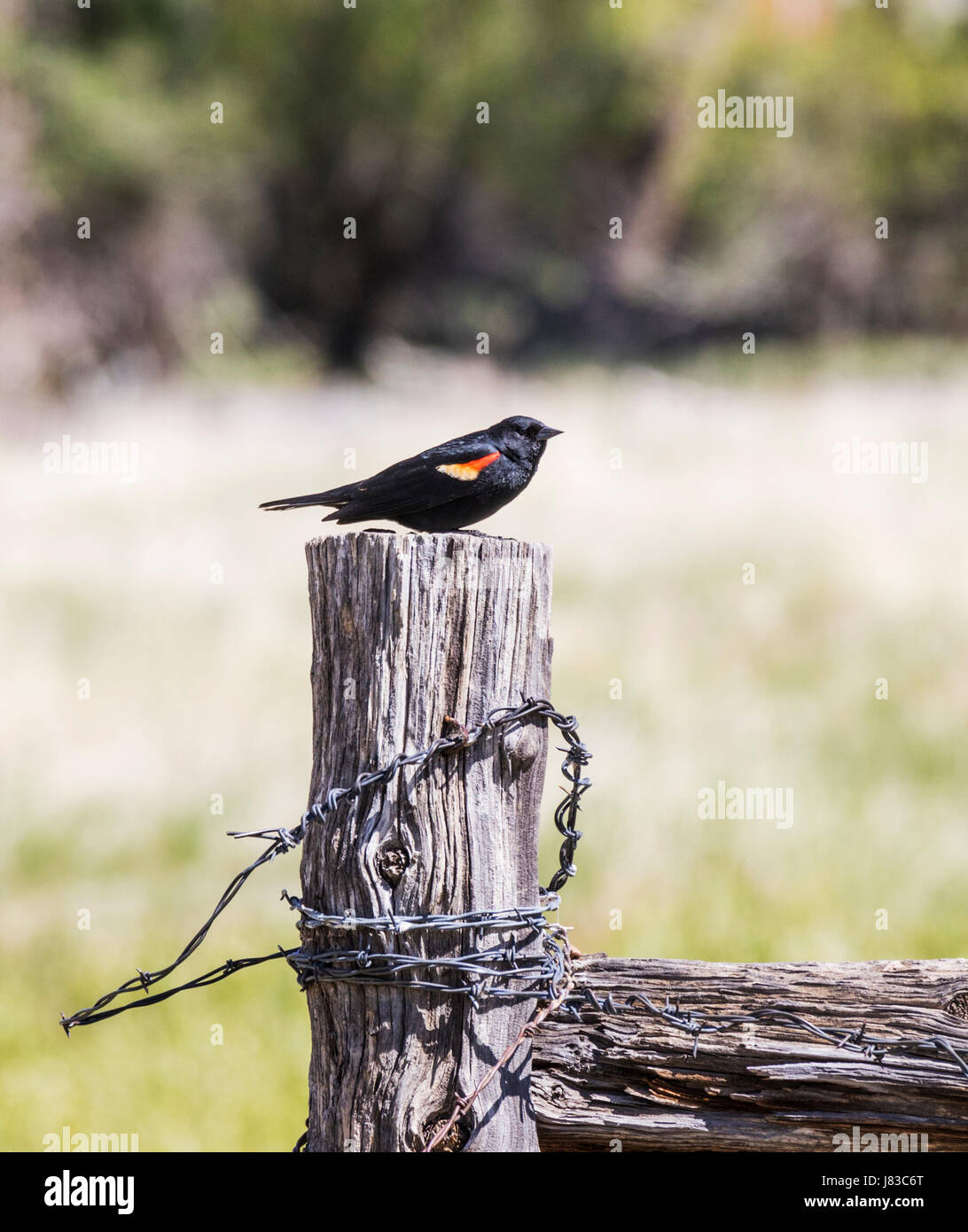 Rosso-winged blackbird (Agelaius phoeniceus); sul ranch palo da recinzione; central Colorado; USA Foto Stock