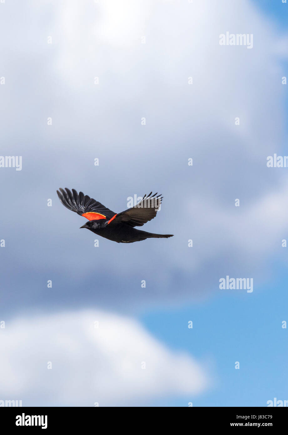 Rosso-winged blackbird (Agelaius phoeniceus) in volo; central Colorado; USA Foto Stock