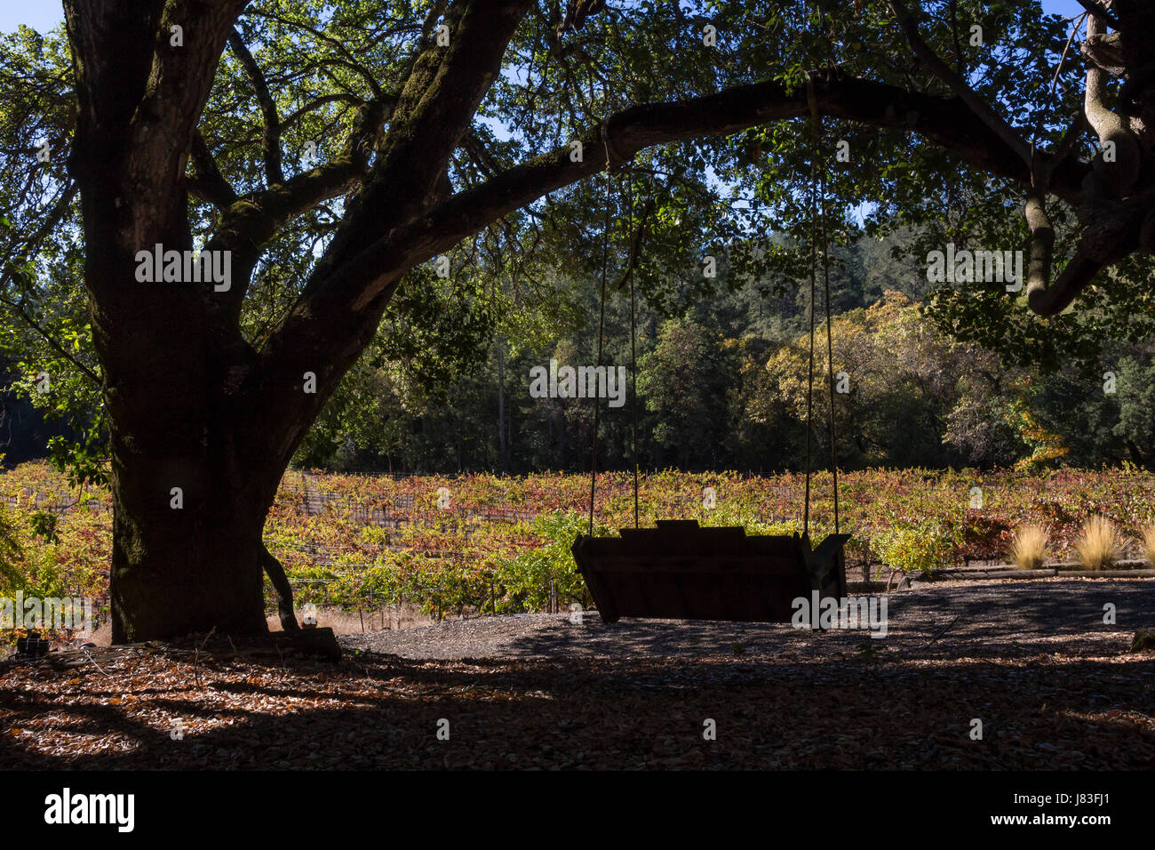 Swing, vigneto, vigneti, Scuola Casa Vigna, Saint Helena, Napa Valley, California, Stati Uniti Foto Stock