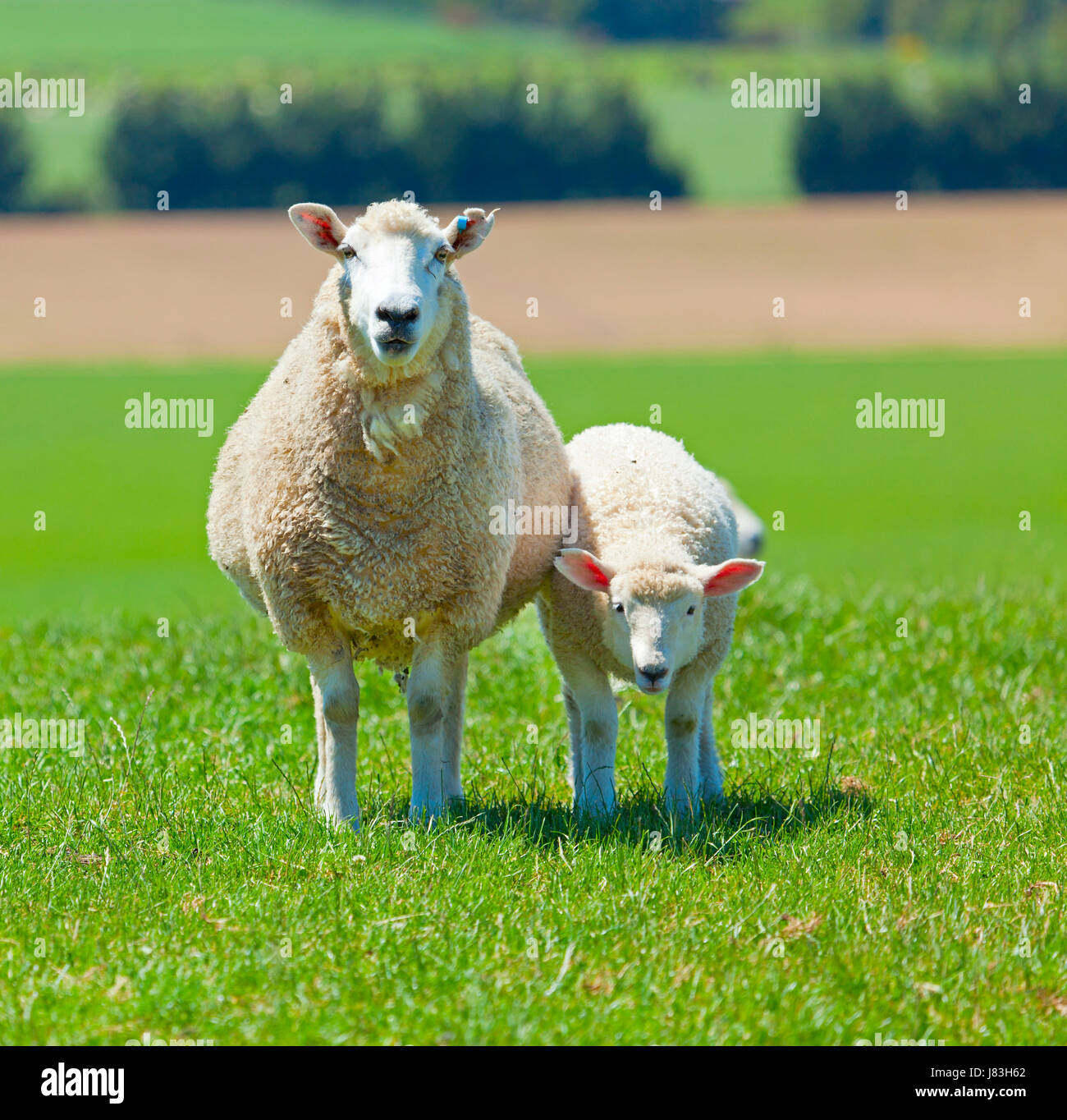 Agricoltura animale di allevamento allevamento di pecore pascoli erba di prato prato verde collina di agnello Foto Stock