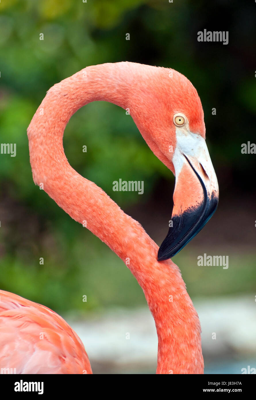 Animale selvaggio di uccelli selvatici tropicali dei Caraibi fenicottero rosa vicino dettaglio animale Foto Stock